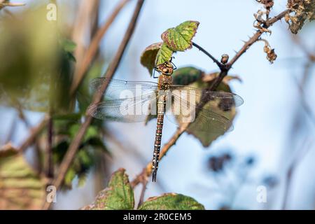 Migrant Hawker; Aeshna mixta; Female; UK Foto Stock