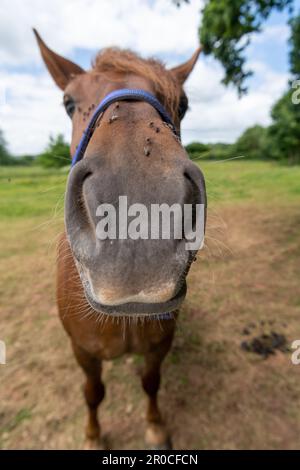 Primo piano del naso e delle narici di un cavallo Suffolk Punch. Somerset, Regno Unito. Foto Stock