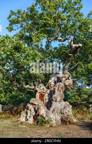Quercia; Quercus robur; albero antico; Leicestershire; UK Foto Stock