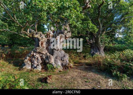 Quercia; Quercus robur; albero antico; Leicestershire; UK Foto Stock