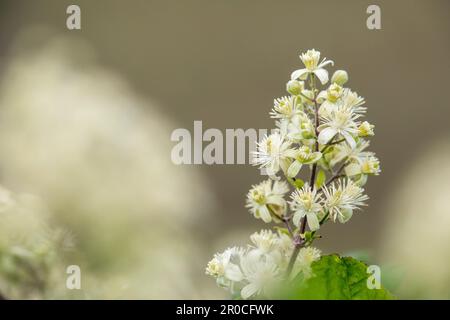 Barba di Old Man; Clematis vitalba; Fiore; UK Foto Stock