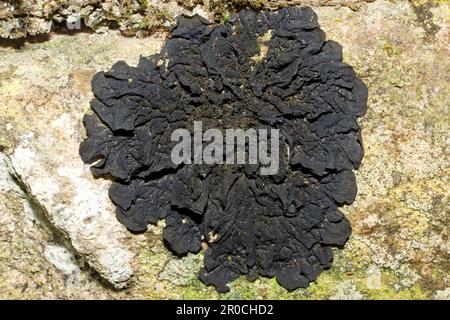 Il Collema flaccidum è un lichene foglioso che si trova su rocce acide e calcaree da ruscelli e cascate. Ha una distribuzione globale. Foto Stock