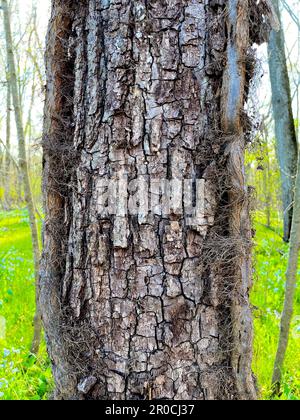 I vitigni maturi dell'edera del veleno si arrampicano su un albero nel Bull Run Regional Park, Virginia, USA. Foto Stock