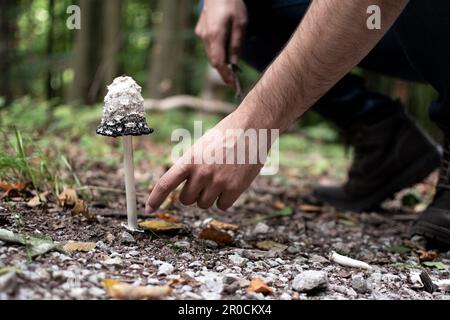 uomo che raccoglie funghi nella foresta tedesca Foto Stock