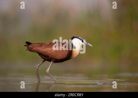 Jacana africana (Actophilornis africanus), Zimanga game Reserve, KwaZulu-Natal, Sudafrica Foto Stock