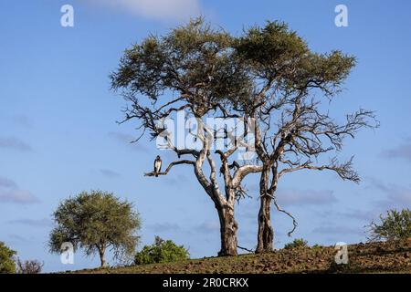 Aquila marziale (Polemaetus bellicosus), riserva di caccia di Mashatu, Botswana Foto Stock