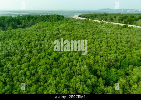 La foresta di mangrovie verdi cattura l'anidride carbonica. Emissioni zero nette. Le mangrovie catturano CO2 km dall'atmosfera. Ecosistemi di carbonio blu. Vista aerea mangrovia Foto Stock