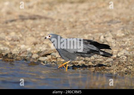Falco-arrier africano (Polyboroides typus) giovanile in acqua, parco nazionale di Chobe, Botswana Foto Stock
