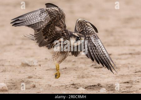 Lanner falcon (Falco biarmicus), Kgalagadi parco transfrontaliero, Capo Settentrionale, Sudafrica Foto Stock