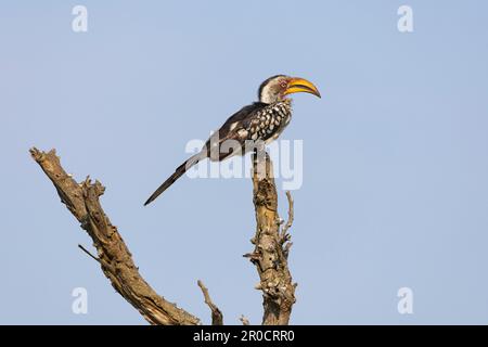 Hornbill di colore giallo del sud (Tockus leucomelas), parco nazionale di Kruger, Sudafrica Foto Stock