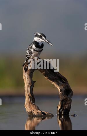 Martin pescatore pied (Ceryle rudis) maschio, Zimanga riserva di gioco, KwaZulu-Natal, Sudafrica Foto Stock