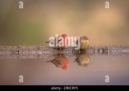 Lucciola rossa (Lagonosticta senegala) maschio e femmina, Zimanga Game Reserve. KwaZulu-Natal, Sudafrica Foto Stock