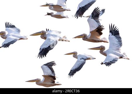 Grandi pellicani bianchi (Pelecanus onocrotalus) in volo, parco nazionale di Chobe, Botswana Foto Stock