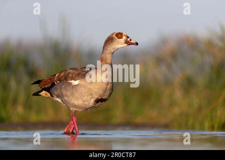 Oca egiziana (Alopochen aegyptiaca), Zimanga game Reserve, KwaZulu-Natal, Sudafrica Foto Stock