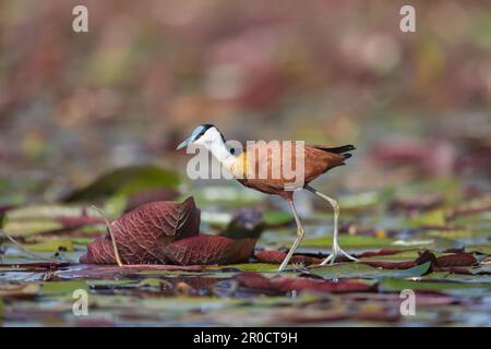 Jacana africana (Actophilornis africanus) Parco nazionale di Chobe, Botswana Foto Stock