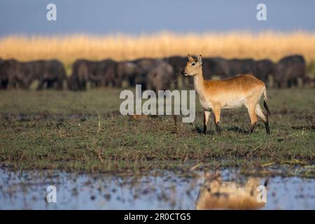 Lechwe rosso (lezione di Kobus), parco nazionale di Chobe, Botswana Foto Stock