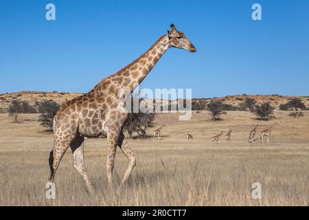 Giraffe (Giraffa camelopardalis), Kgalagadi parco transfrontaliero, Capo Settentrionale, Sudafrica Foto Stock