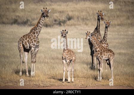 Giraffe (Giraffa camelopardalis), Kgalagadi parco transfrontaliero, Capo Settentrionale, Sudafrica Foto Stock