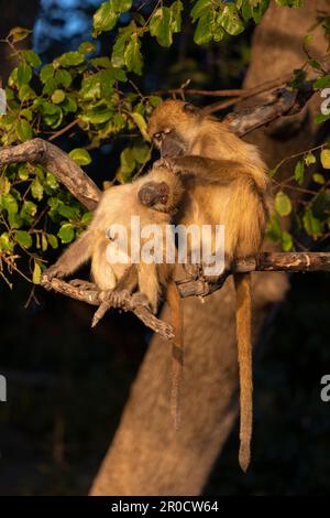 Cura dei babbuini di Chacma (Papio ursinus), parco nazionale di Chobe, Botswana Foto Stock