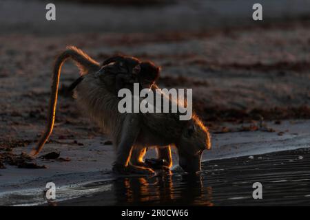 Baboon di Chacma (Papio ursinus) bere, parco nazionale di Chobe, Botswana Foto Stock