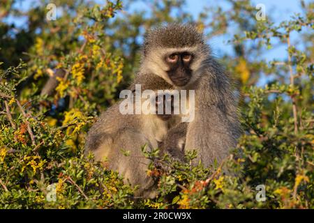 Scimmie vervet (Chlorocebus pygerythrus), Parco nazionale della Zebra di montagna, Capo orientale, Sudafrica Foto Stock