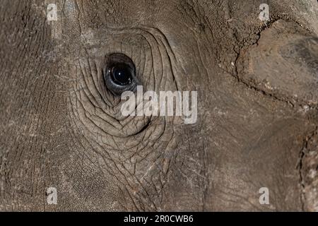 Occhio di rinoceronte bianco (Ceratotherium simum), riserva di caccia Zimanga, KwaZulu-Natal, Sudafrica Foto Stock