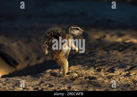 Scoiattolo macinato (Geosciurus inauris), Kgalagadi parco transfrontaliero, Capo Settentrionale, Sudafrica Foto Stock