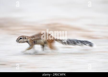 Scoiattolo macinato (Geosciurus inauris), Kgalagadi parco transfrontaliero, Capo Settentrionale, Sudafrica Foto Stock