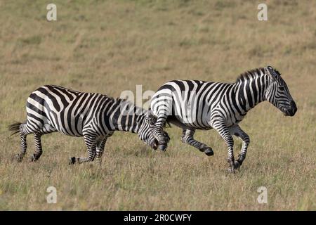 Pianure Zebra (Equus quagga boehmi) combattimenti, Masai Mara, Kenya Foto Stock