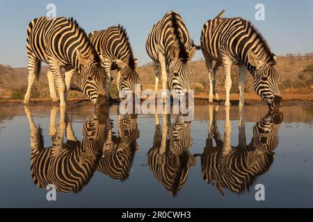 Pianure zebra (Equus quagga burchellii) in acqua, Zimanga riserva di caccia, KwaZulu-Natal, Sudafrica Foto Stock