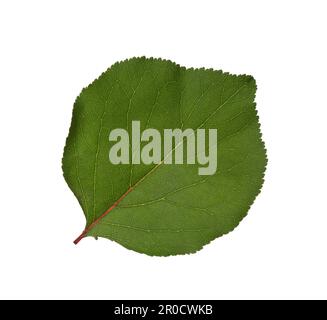 Foglia di albicocca verde fresco isolata su fondo bianco. Foto Stock