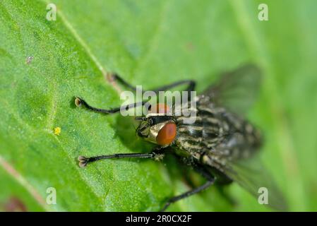 Singola mosca di carne comune (Sarcophaga sp.) su una foglia, insetti, mosche, macrofotografia, primo piano, occhi composti, biodiversità Foto Stock