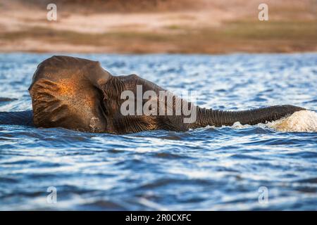 Elefante africano (Loxodonta africana) nuoto nel fiume Chobe, parco nazionale di Chobe, Botswana Foto Stock