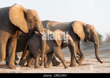 Elefanti africani (Loxodonta africana), parco nazionale di Chobe, Botswana Foto Stock