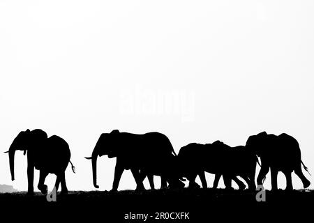 Elefanti africani (Loxodonta africana), parco nazionale di Chobe, Botswana Foto Stock