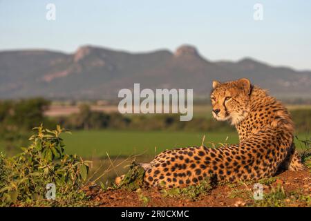 Ghepardo (Acinonyx jubatus). Zimanga riserva di caccia privata, KwaZulu-Natal, Sudafrica Foto Stock