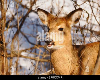 Un primo piano di un cervo che guarda in una foresta in una giornata di sole inverno Foto Stock