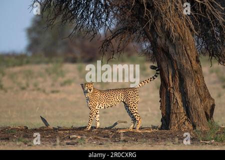 Cheetah (Acinonyx jubatus) profumo-marcatura, Kgalagadi transfrontier parco, Capo settentrionale, Sud Africa Foto Stock