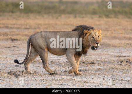 Leone (Panthera leo), parco nazionale di Amboseli, Kenya Foto Stock