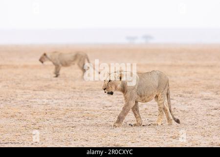Lions (Panthera leo), parco nazionale di Amboseli, Kenya Foto Stock