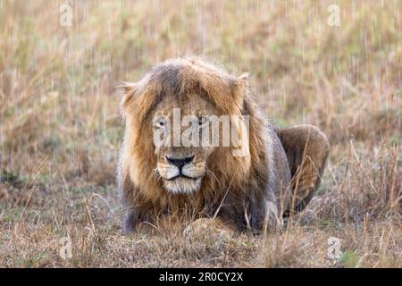 Leone (Panthera leo) sotto la pioggia, Masai Mara, Kenya Foto Stock