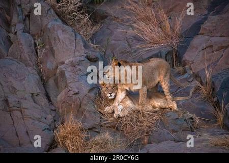Lions (Panthera leo), Zimanga riserva di caccia privata, KwaZulu-Natal., Sudafrica Foto Stock