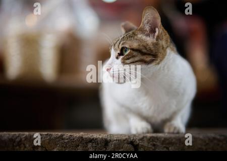 Un adorabile gatto tabby a strisce bianche e grigie siede arroccato su una sporgenza accanto ad un tavolo da pranzo di legno Foto Stock