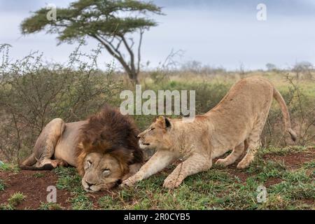 Leoni addormentati (Panthera leo), Zimanga riserva di caccia privata, KwaZulu-Natal., Sudafrica Foto Stock