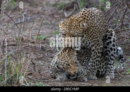 Leopardi (Panthera pardus) accoppiamento, Mashatu riserva di caccia, Botswana Foto Stock