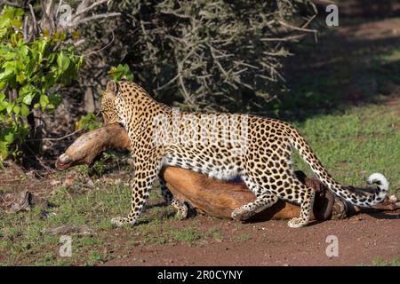 Leopardo (Panthera pardus) trascinamento kill, Mashatu game Reserve, Botswana Foto Stock