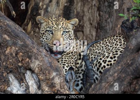 Leopardo (Panthera pardus) con kill in tree, Mashatu game Reserve, Botswana Foto Stock