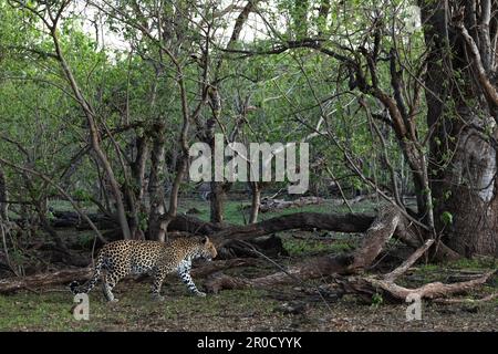 Leopardo (Panthera pardus), Mashatu game Reserve, Botswana Foto Stock