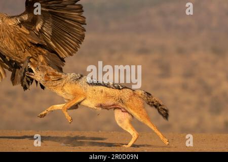 Jackal Blackbacked (Lupulella mesomelas) caccia avvoltoio bianco (Gyps africanus) lontano dal cibo, Zimanga riserva di gioco. KwaZulu-Natal, Sudafrica Foto Stock