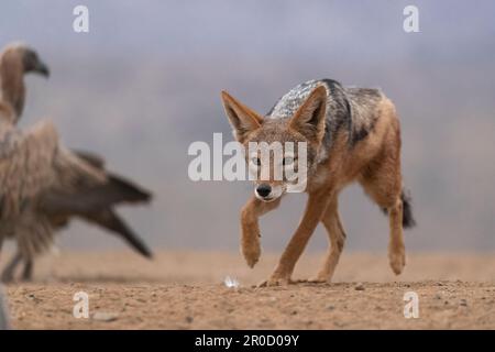 Jackal Blackbacked (Lupulella mesomelas) stalking, Zimanga game Reserve. KwaZulu-Natal, Sudafrica Foto Stock